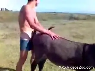 Aroused man loudly fucks cow out on the fields