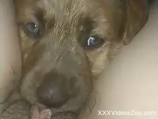 Animal enjoying intense oral in POV but looks sad
