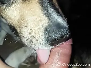 Dog pleases owner by licking his dick and balls until the end