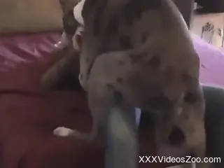 Sexy female enjoys smooth missionary sex with her dog