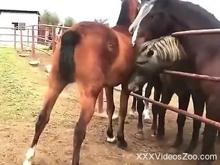 Mare pussy is in the center of attention outside