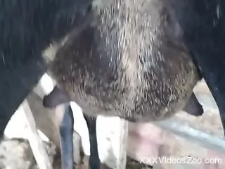 Sexy animal showing off its naughty bits up close