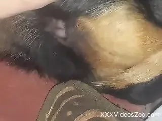Closeup pleasure with a dog that really cums