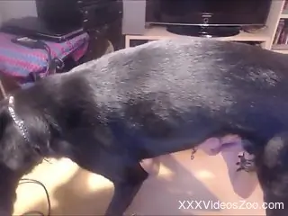 Black dog is going to feed its cock to a guy