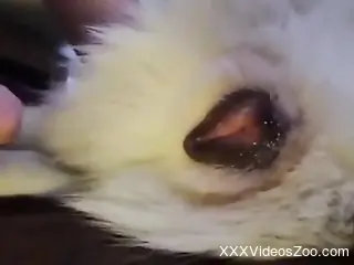 Dude obsessively fingering the animal's hot hole