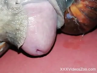 Appealing guy's cock is pleasured by sexy snails