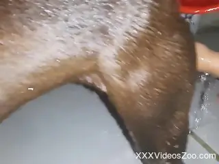 Handjob session with a good looking dog dick