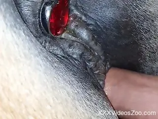 Plugged horse is going to fuck a dude with big D