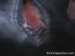 Man deep fucks horse's tight pussy in closeup scenes