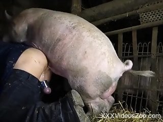 Pig fucks tight man's butt hole in brutal zoophilia