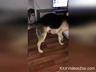 Sexy female involves her furry dog in a sexual game