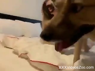 Sexy broad loudly sucks the dog's penis in excellent kinks