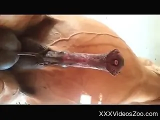 Horny man loves the view of his horse's huge penis