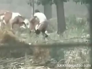 Amateur man gets filmed in outdoor fucking animals