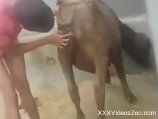 Young lad tries sex with a cow in amateur outdoor kinks