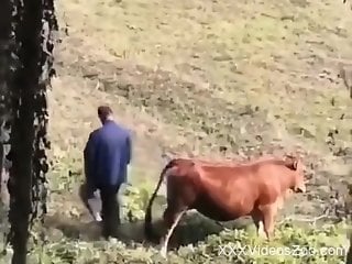 Aroused man filmed in secret when he tries to fuck a cow