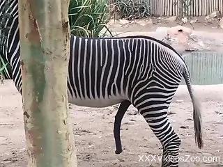 The Zebra's cock makes this visitor crave a bit of sex