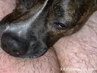 Dog makes owner very happy by licking his dick and balls