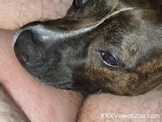 Dog licks owner's dick in slutty oral zoophilia on cam