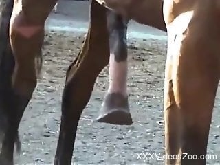 Man films horse's huge cock and craves sex with it