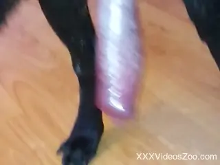 Sexy moments a man starts to play with the dog's penis
