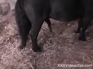 Aroused mature lands horse's fat dick in both holes