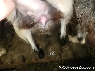 Amateur man films himself deep fucking a furry animal in the pussy