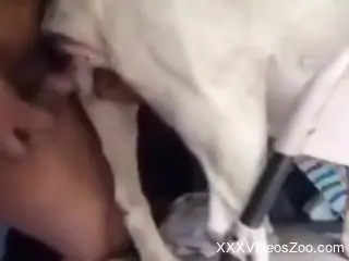Horny nude man fucks his dog in the pussy and ass during webcam XXX