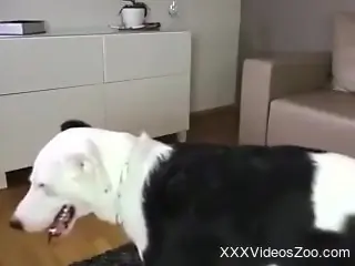 Dog licks, fucks and cums in mouth of her owner