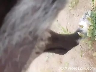 Close-up zoophilia anal fucking extravaganza