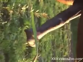 Close-up zoo footage of enormous horse dick
