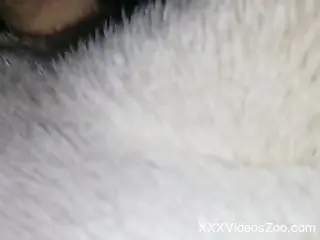 Dirty-minded zoophile fucks his dog's cunt