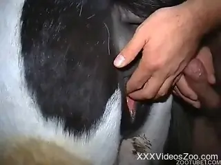 Horny guy fucks an animal in zoo xxx porn video
