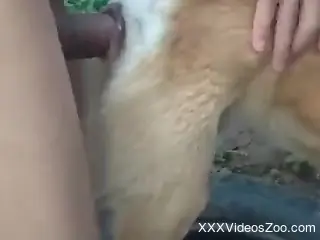 Perverted zoophile fucks his dog's cunt again