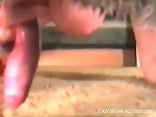 Nasty housewife receives dog's cock in her pussy and mouth