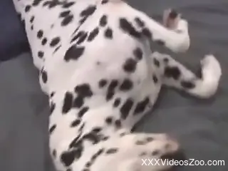 Horny zoophile fucks his Dalmatian bitch cunt