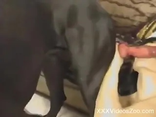 Slutty brunette is making a blowjob to a dog