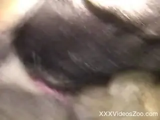Tube8 Animal Sex