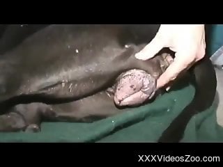 Nude amateur man deep fucks dog in the pussy