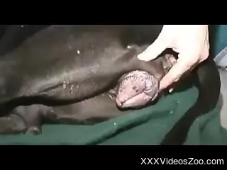 Nude amateur man deep fucks dog in the pussy