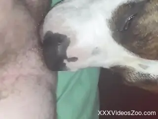 Dog licks man's big penis in very sloppy manners