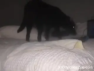 Home alone woman filmed when the dog slides dick in her mouth