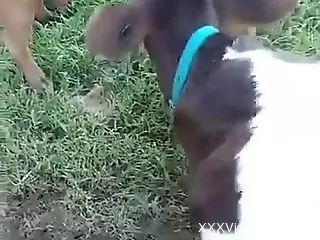 Horny man tries to stick his dick in the veal's mouth