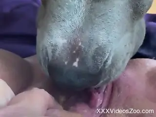 Dog makes woman shiver by how sloppy it licks her pussy