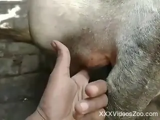 Aroused male finger fucks cow in the pussy to fulfill his desires