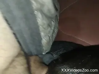 Naked man deep fucks the furry dog in ruthless manners