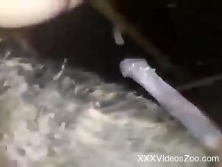 Aroused man tries harsh anal with a horse on live cam