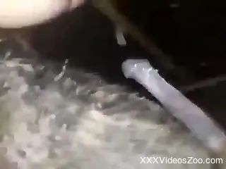Aroused man tries harsh anal with a horse on live cam