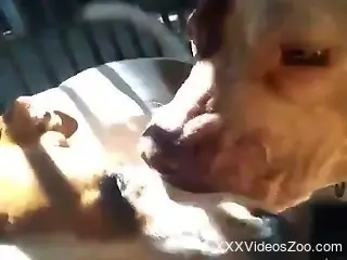 Dogs lick the man's cock whilst he tries to jerk off