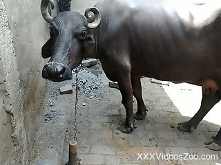 horny dude finger fucks the cow's huge pussy in public kinks
